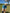 A man in a blue and tan golf shirt and a Hunting Birdies Golf Hat—an adjustable tan & black snapback cap with built-in magnetic ball marker holder—lines up to swing on a sunny, green course with trees and buildings in the background.
